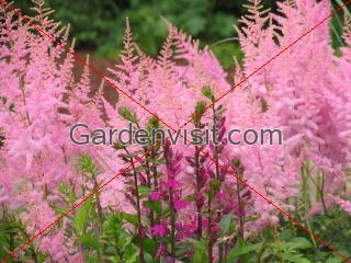Astilbe Lobelia