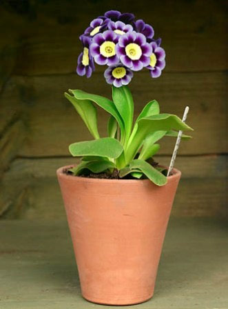 Auricula Dilly Dilly