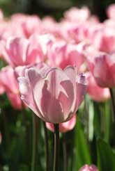 Bowral Tulip Time - Pink Tulips