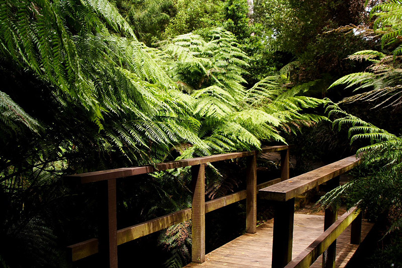 Ferns, Australian National Botanic Gardens