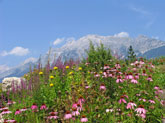 Alpine Flora, Austria