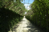 Jasmine Tunnel, Mirabell, Salzberg, Austria