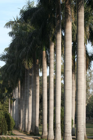 Planting design avenue