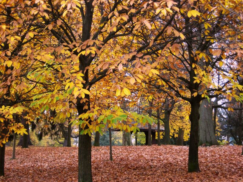 Autumn, Schlosspark Bad Homburg