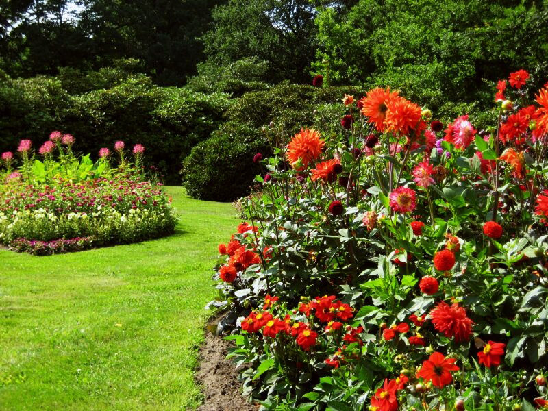 Dahlias, Fuerst-Pueckler-Park Bad Muskau