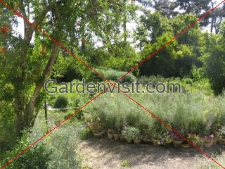 Bagh E Eram Shiraz