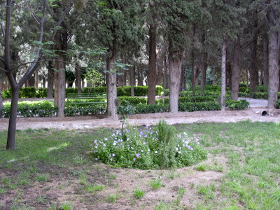 Bagh-e Fin Historic  garden with unsuitable planting