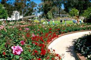 Balboapark rosegarden