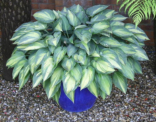 Hosta, Bali-hai Mail Order Nursery