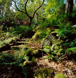 Balmacaragarden nts