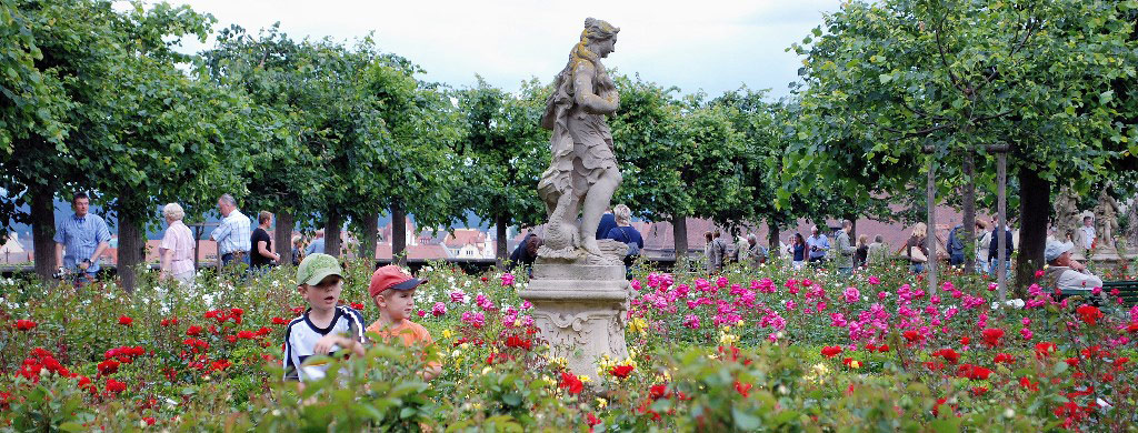 Roses, Bamberg
