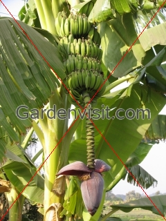 Banana Tree Egypt