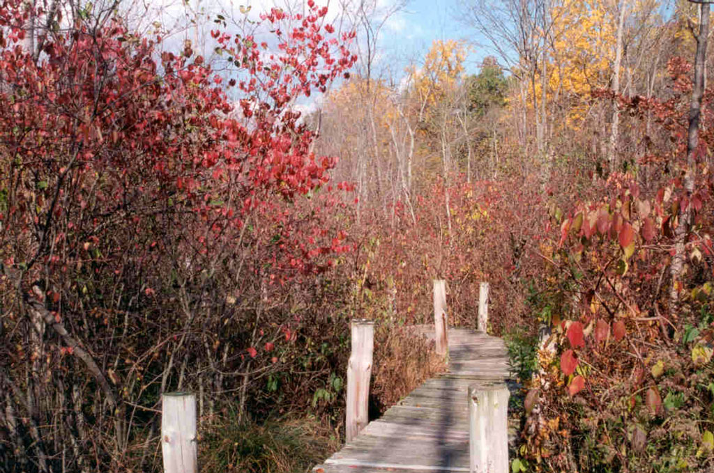Boardwalk, Bartlett Arboretum