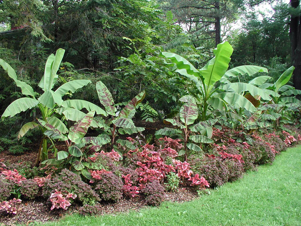 Banana Border, Bartlett Arboretum Gardens