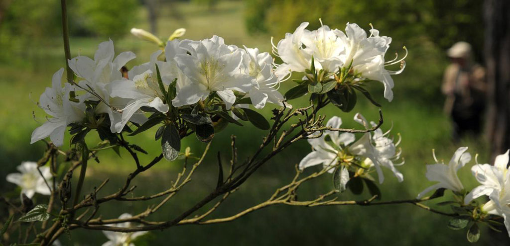 Bateman's Garden, East Sussex