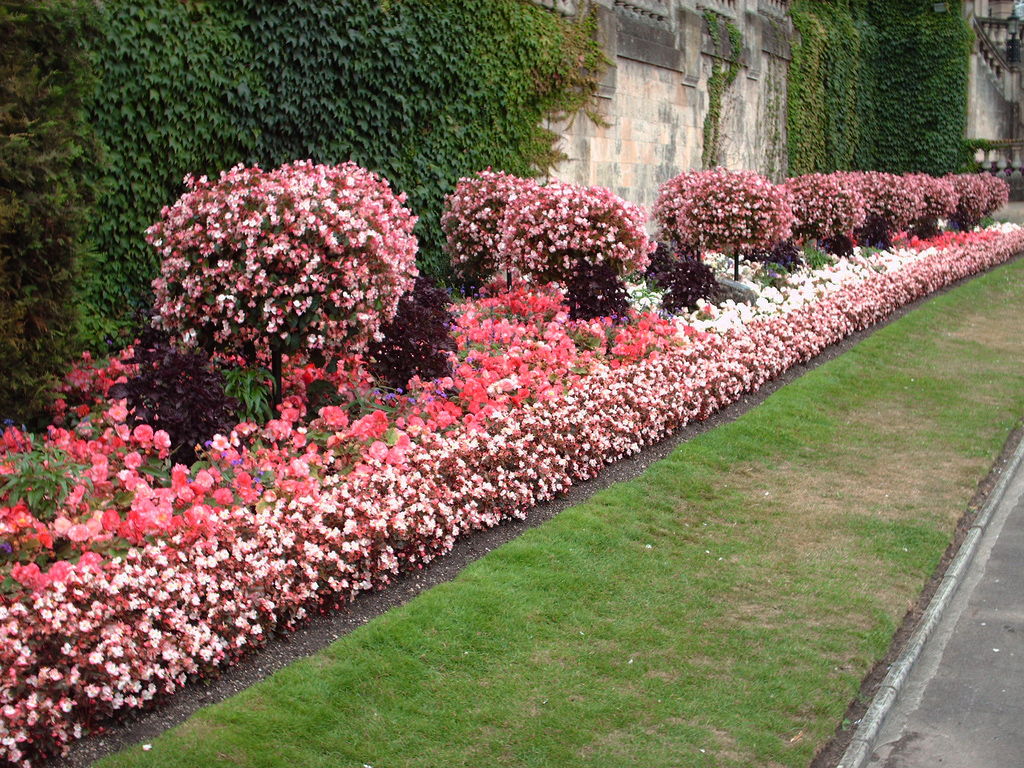 Bedding in Parade Gardens