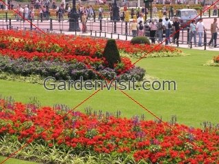 Bedding Plants