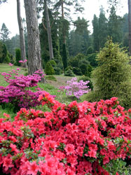 Bedgebury national pinetum