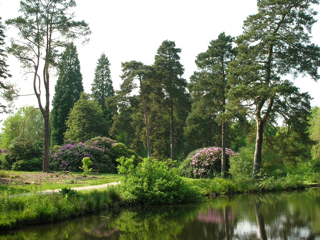 Bedgebury National Pinetum Dominic Torrisi