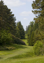 Bedgeburynationalpinetum