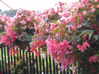 Begonias Railings