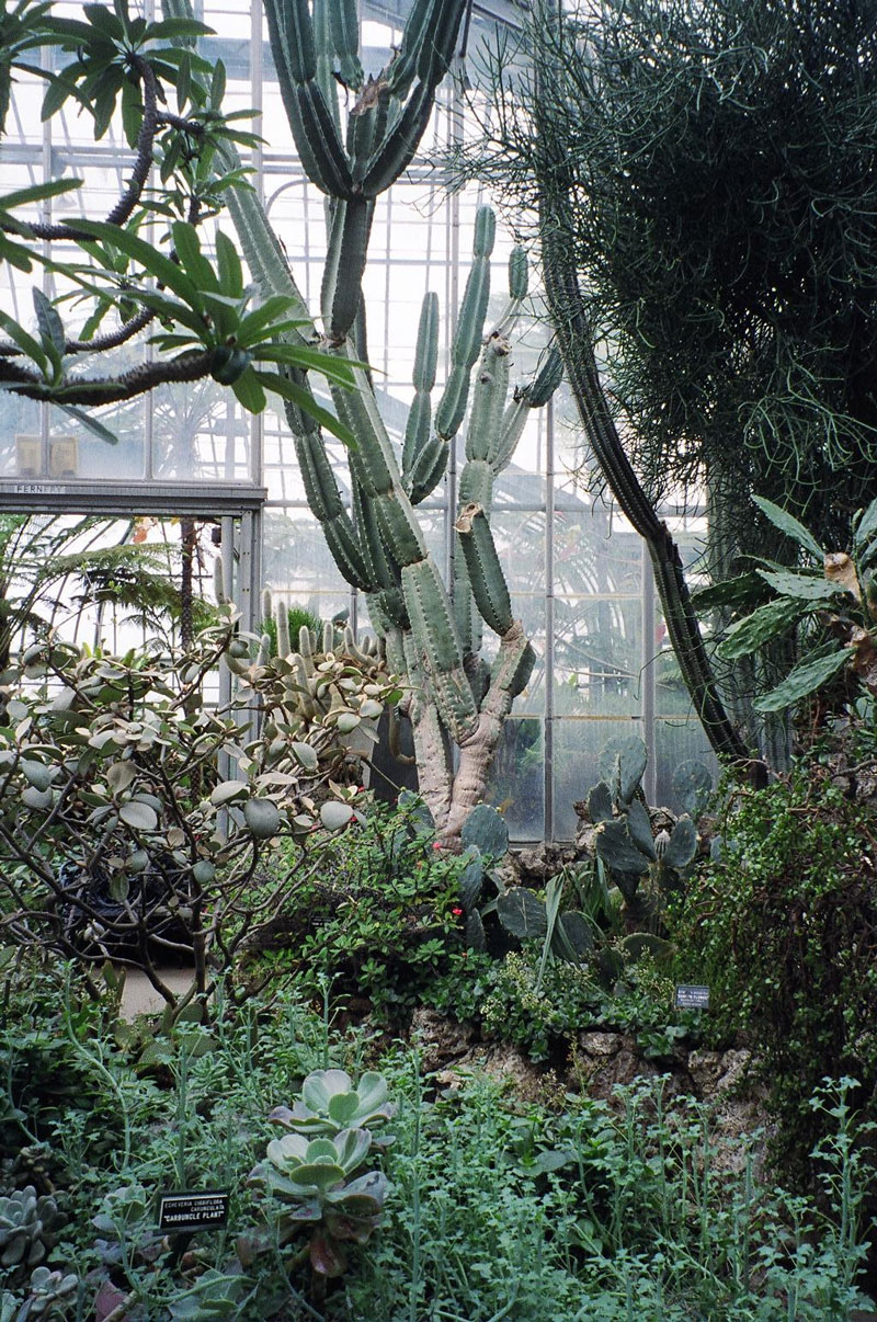 Cactus House