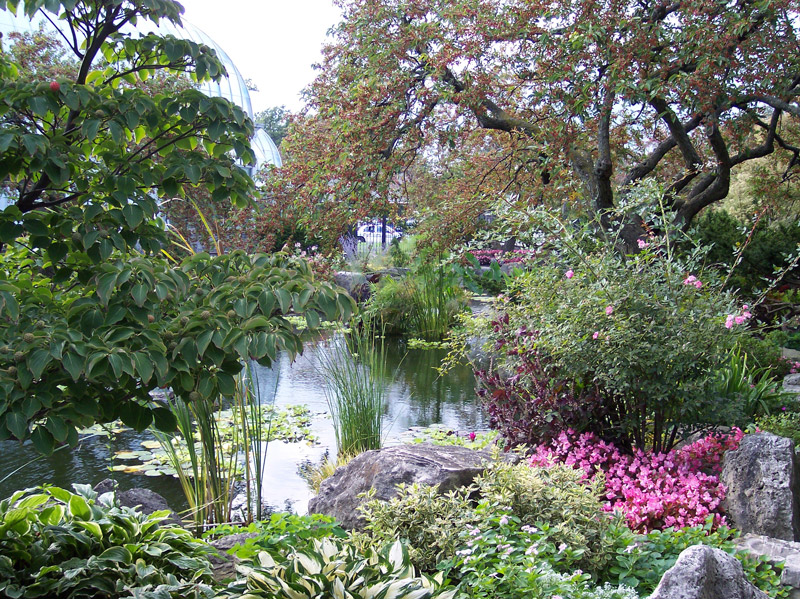 Lily Pond, Whitcomb Conservatory Garden