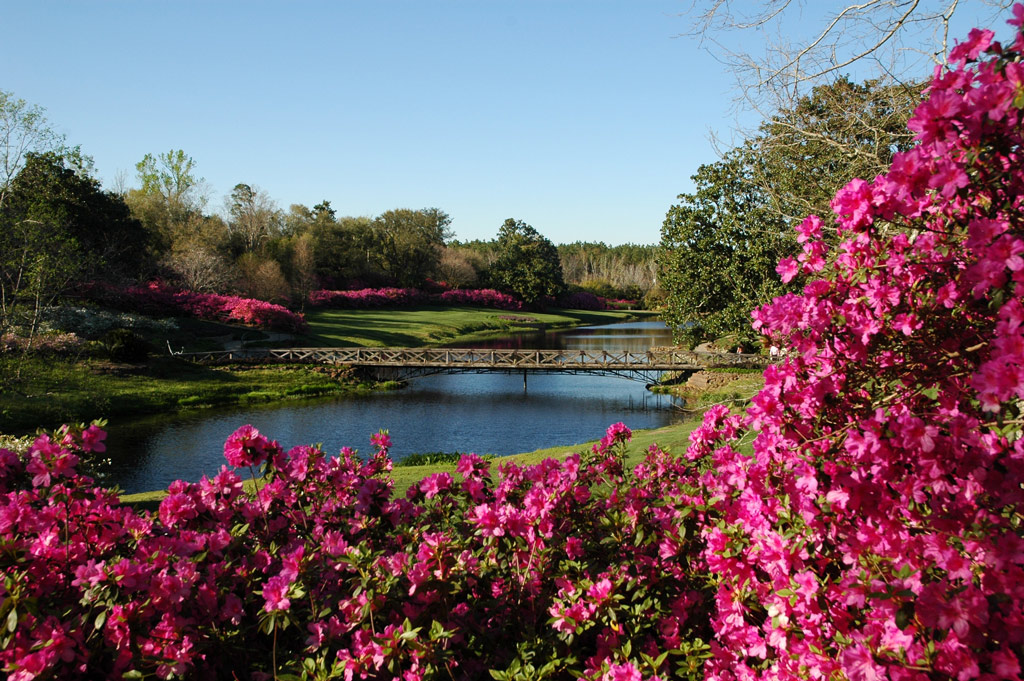 Bellingrath gardens azaleas