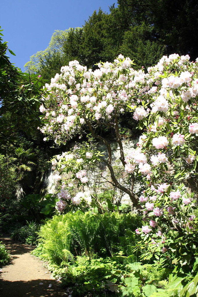 Belsay Hall Garden Gail