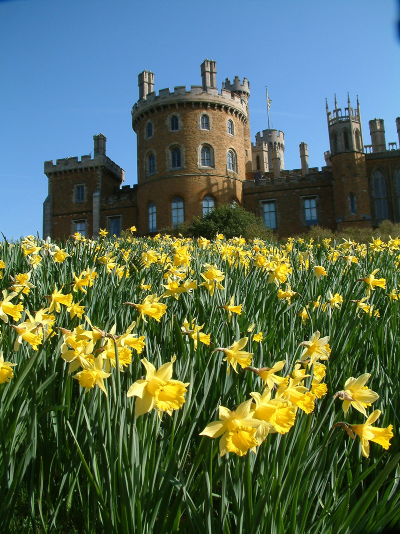 Daffodils, Belvoir Castle Gardens