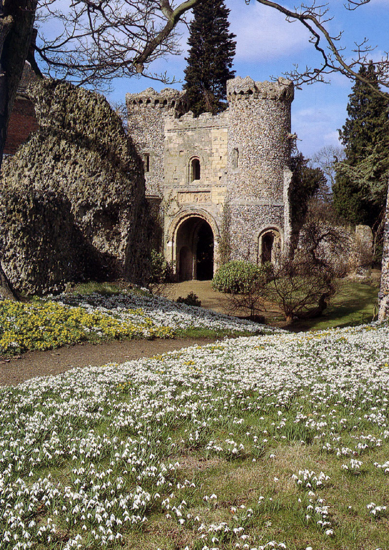 Snowdrops, Benington Lordship Garden