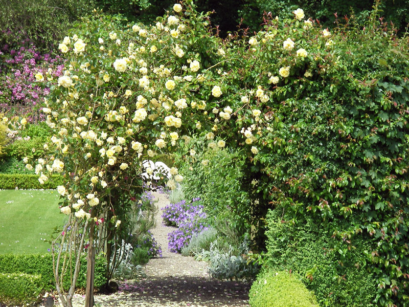 Roses, Benvarden Garden