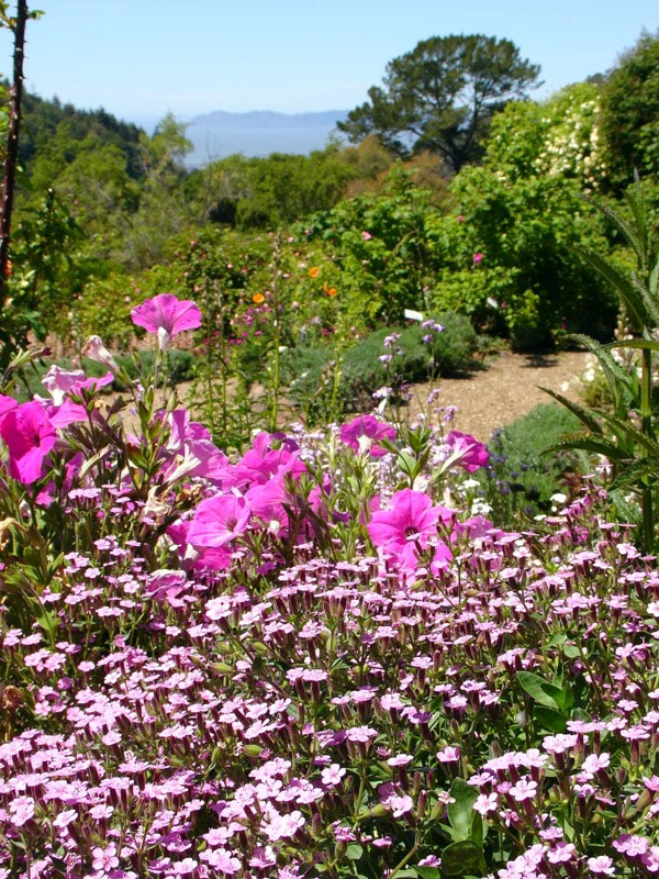 Berkeley Botanical Garden, California
