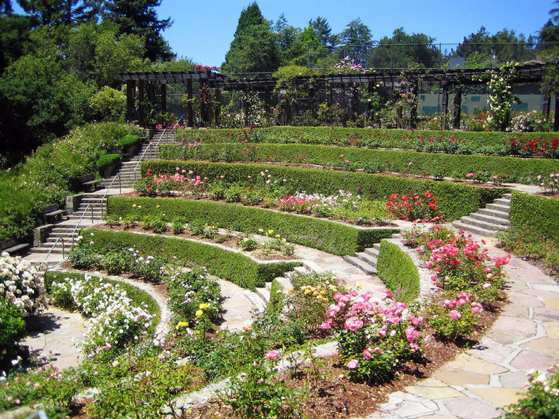 Berkeley Rose Garden, California