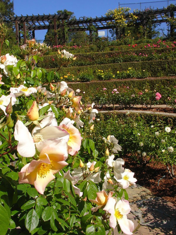 Roses, Berkeley Rose Garden