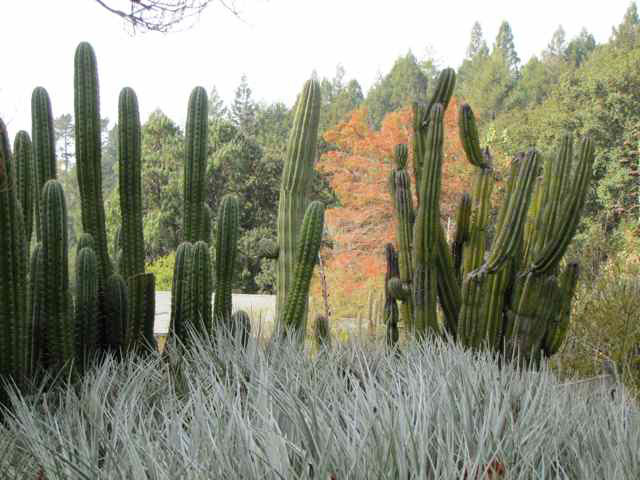 Cacti, UC Berkeley
