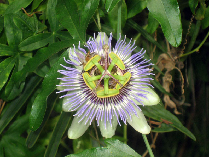 Bermuda Botanical Garden