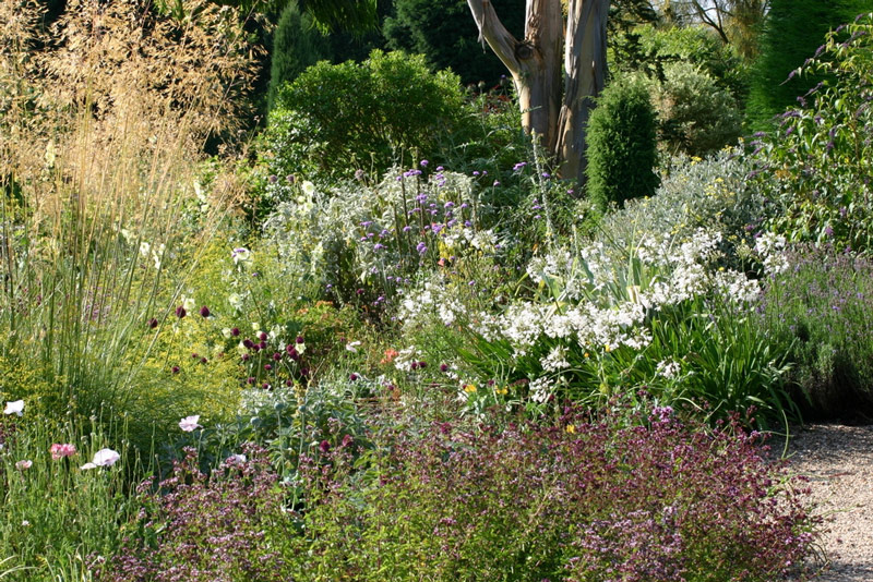 Beth Chatto Gardens, July 2008
