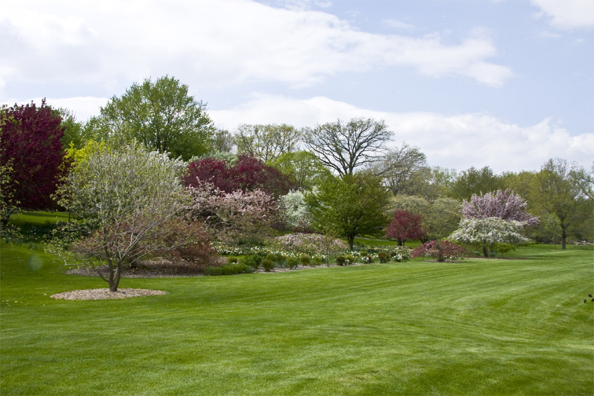 Crabapples, Bickelhaupt Arboretum