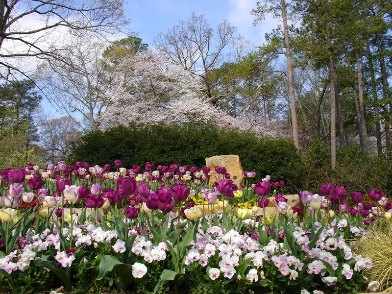 Tulips, Birmingham Botanical Gardens