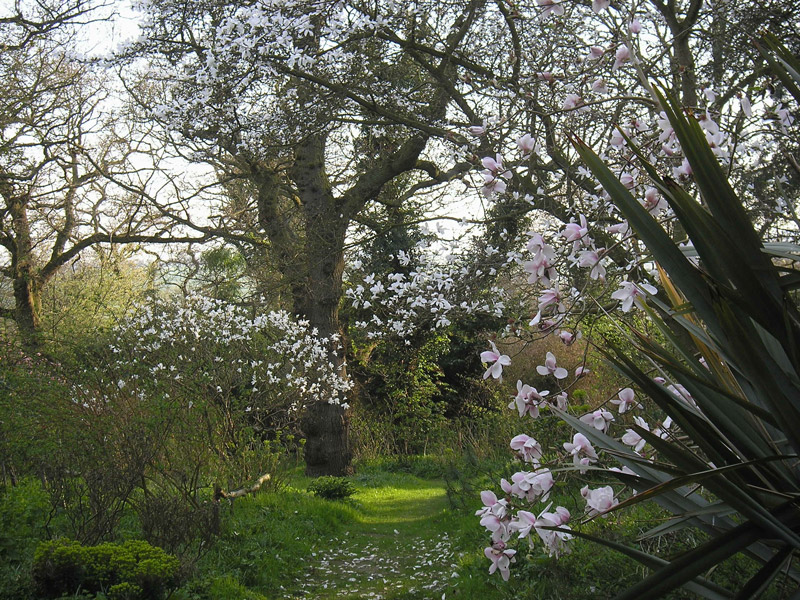 Magnolias, Blakenham Woodland Garden