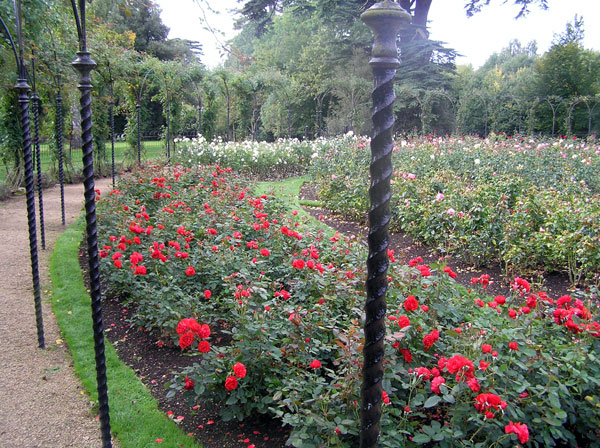 Rose Garden at Blenheim Palace