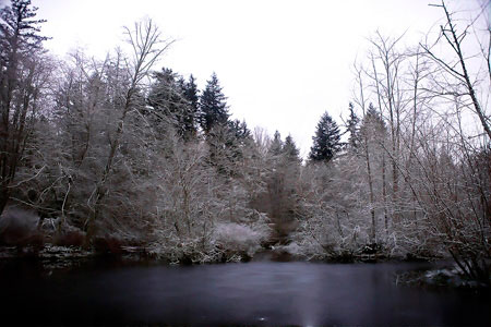 Snow, Bloedel Reserve