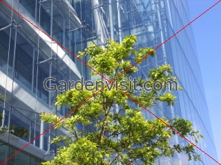 Blue Glass Tree