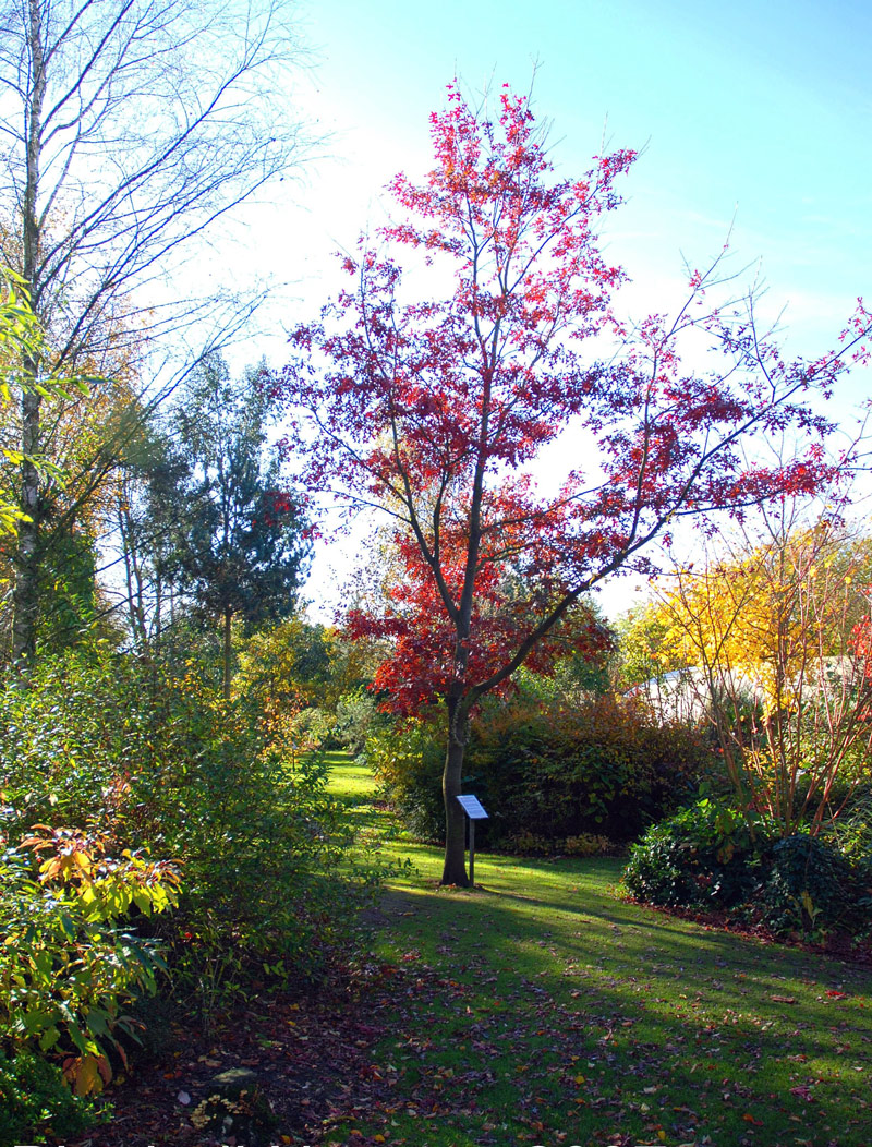 Bluebell Arboretum and Nursery, Autumn