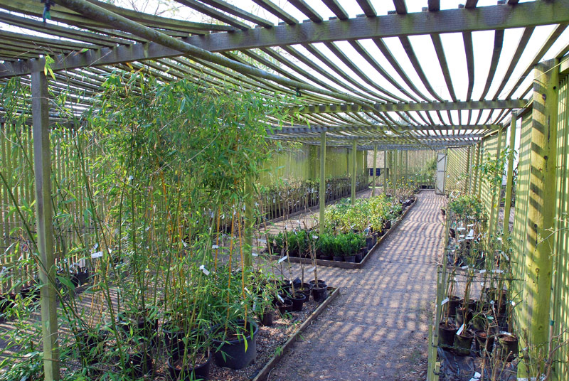 Bluebell Arboretum and Nursery, Derbyshire