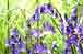 Plants and planting design