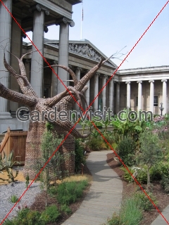 British Museum (BM) Garden in