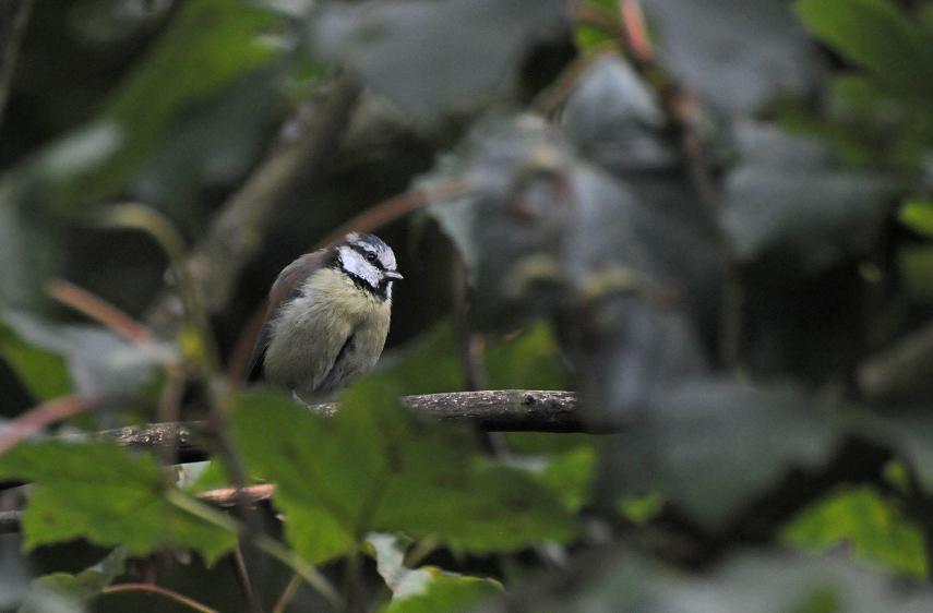 Tit, Bodelwyddan Castle Gardens