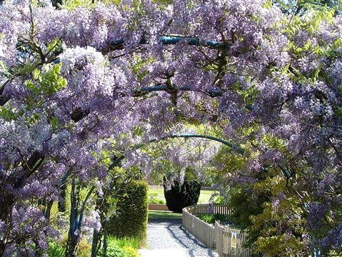 Wisteria Arch, Bodelwyddan Castle Gardens